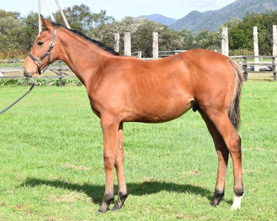 サラブレッドマーケット