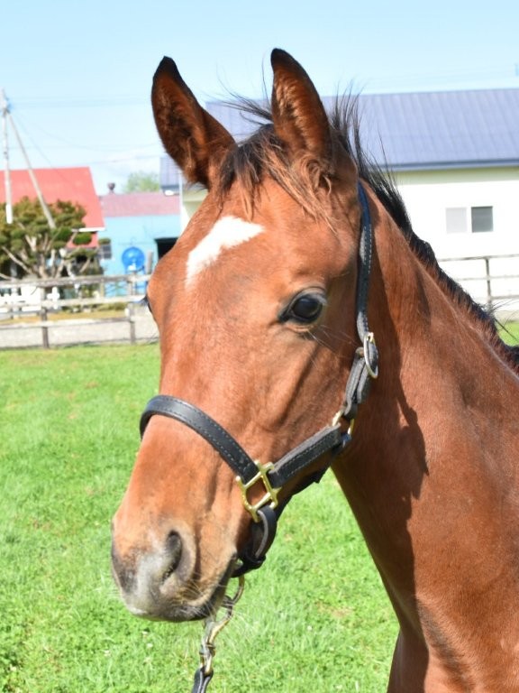 サラブレッドマーケット