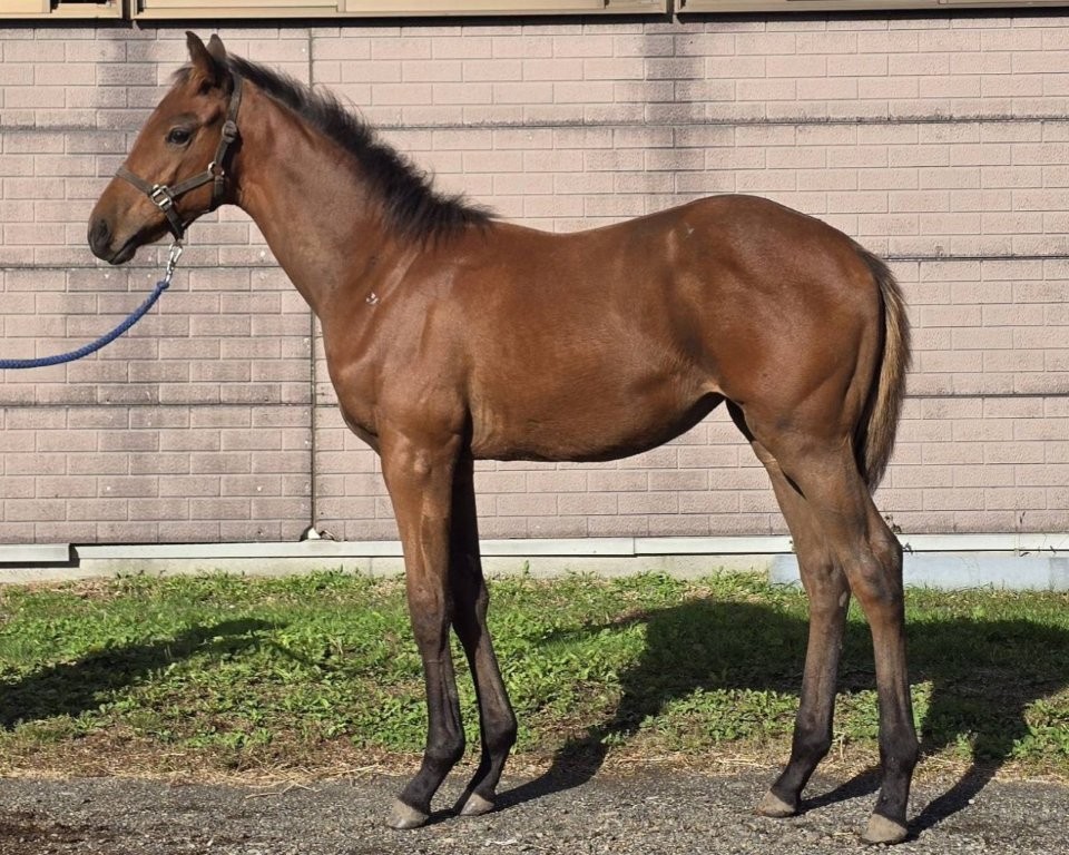 サラブレッドマーケット