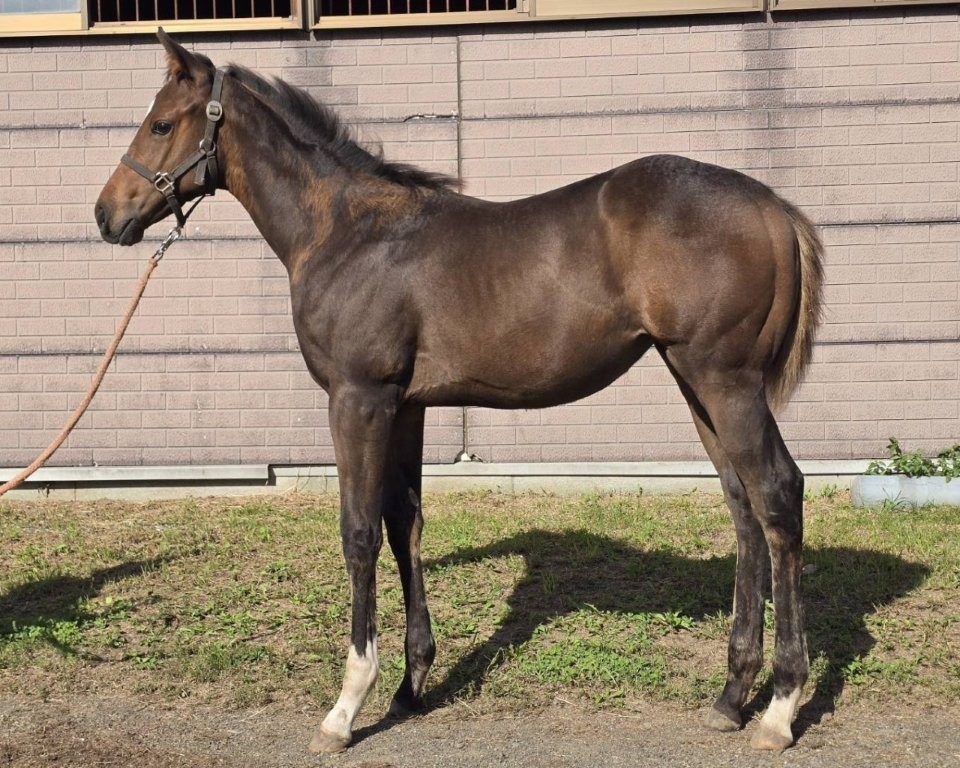 サラブレッドマーケット