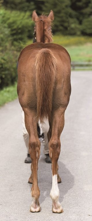 サラブレッドマーケット