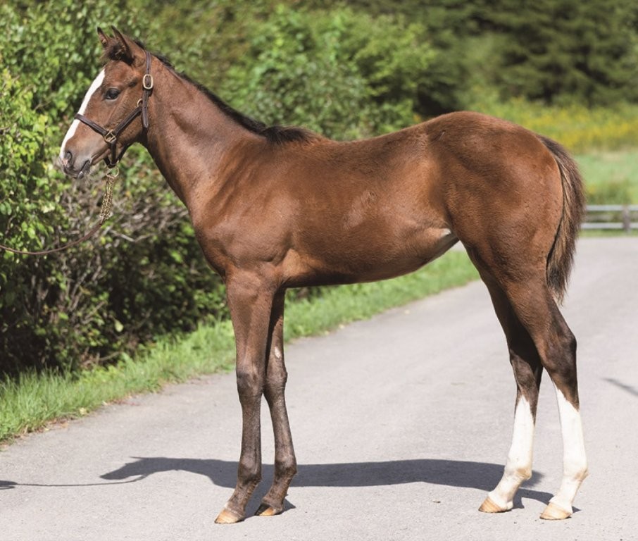 サラブレッドマーケット