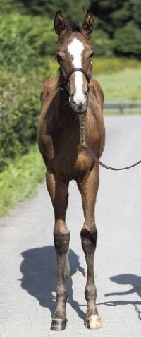 サラブレッドマーケット