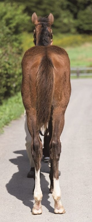 サラブレッドマーケット