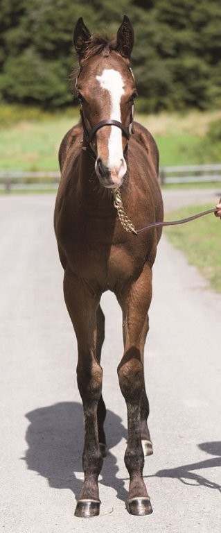 サラブレッドマーケット