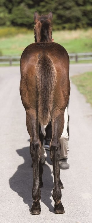 サラブレッドマーケット