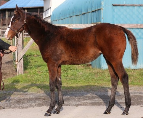 サラブレッドマーケット