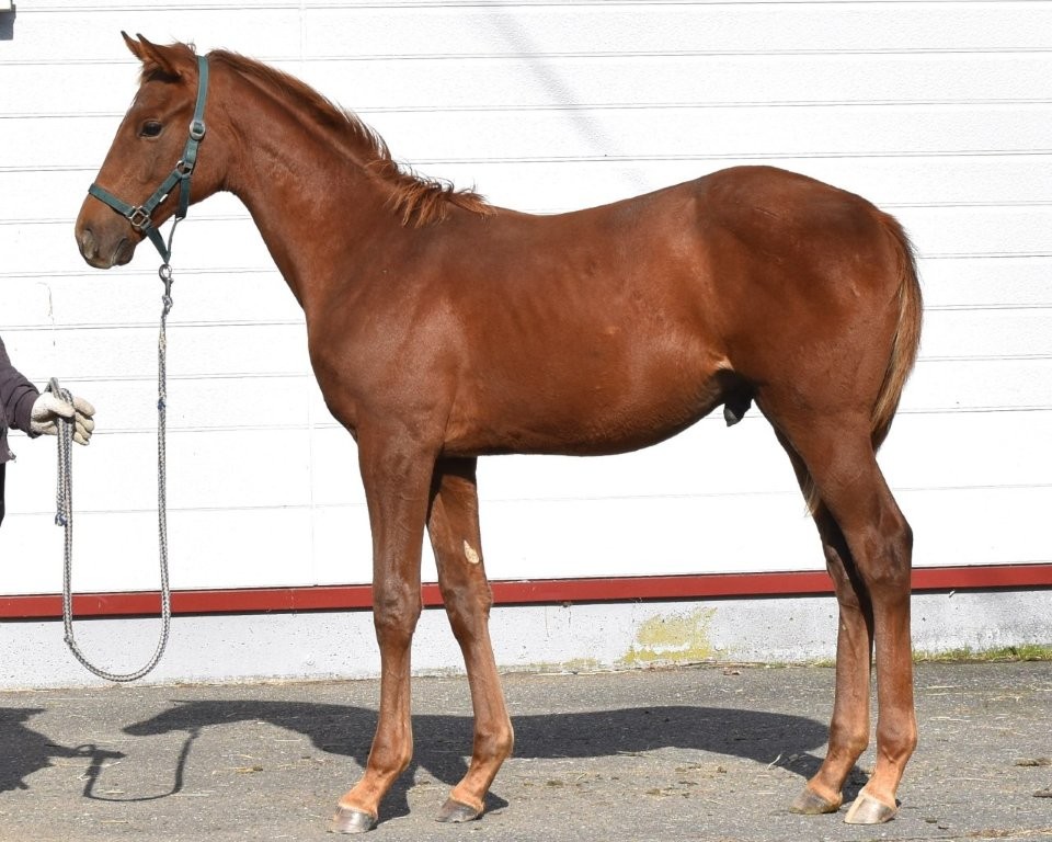 サラブレッドマーケット