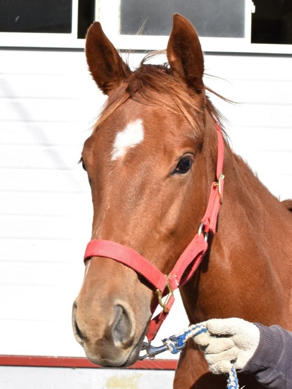 サラブレッドマーケット