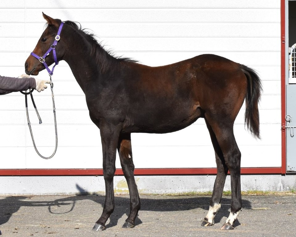 サラブレッドマーケット