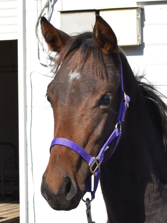 サラブレッドマーケット