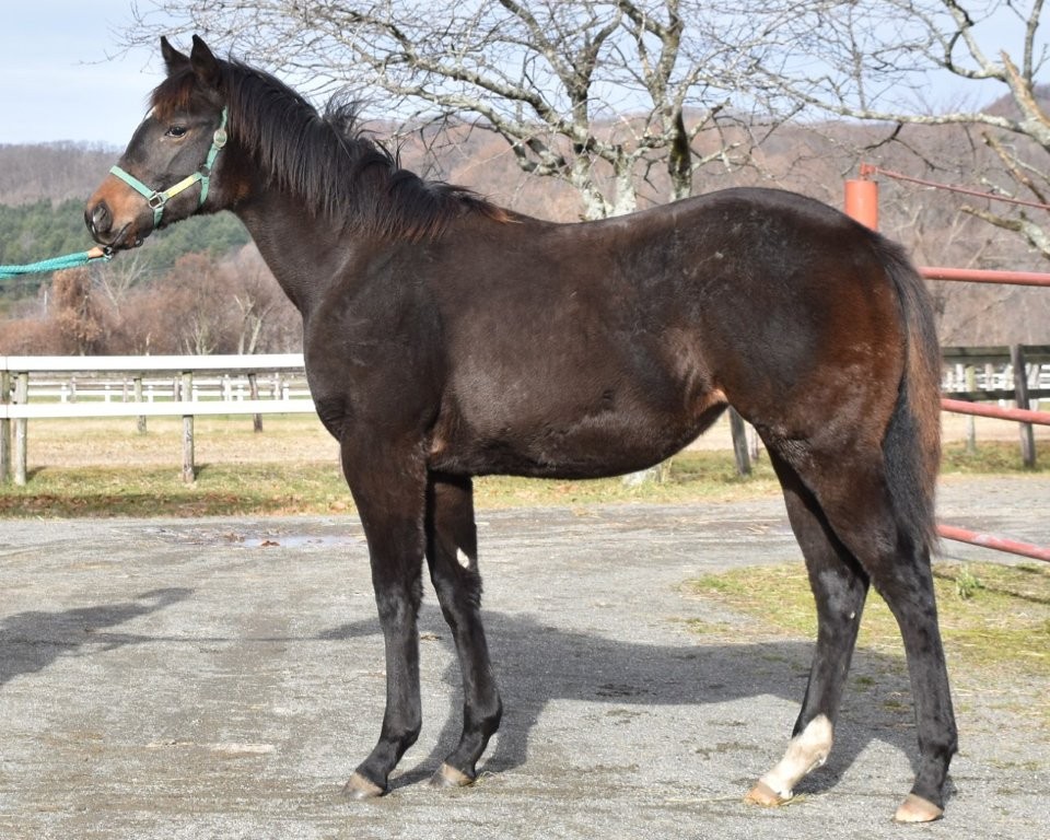 サラブレッドマーケット