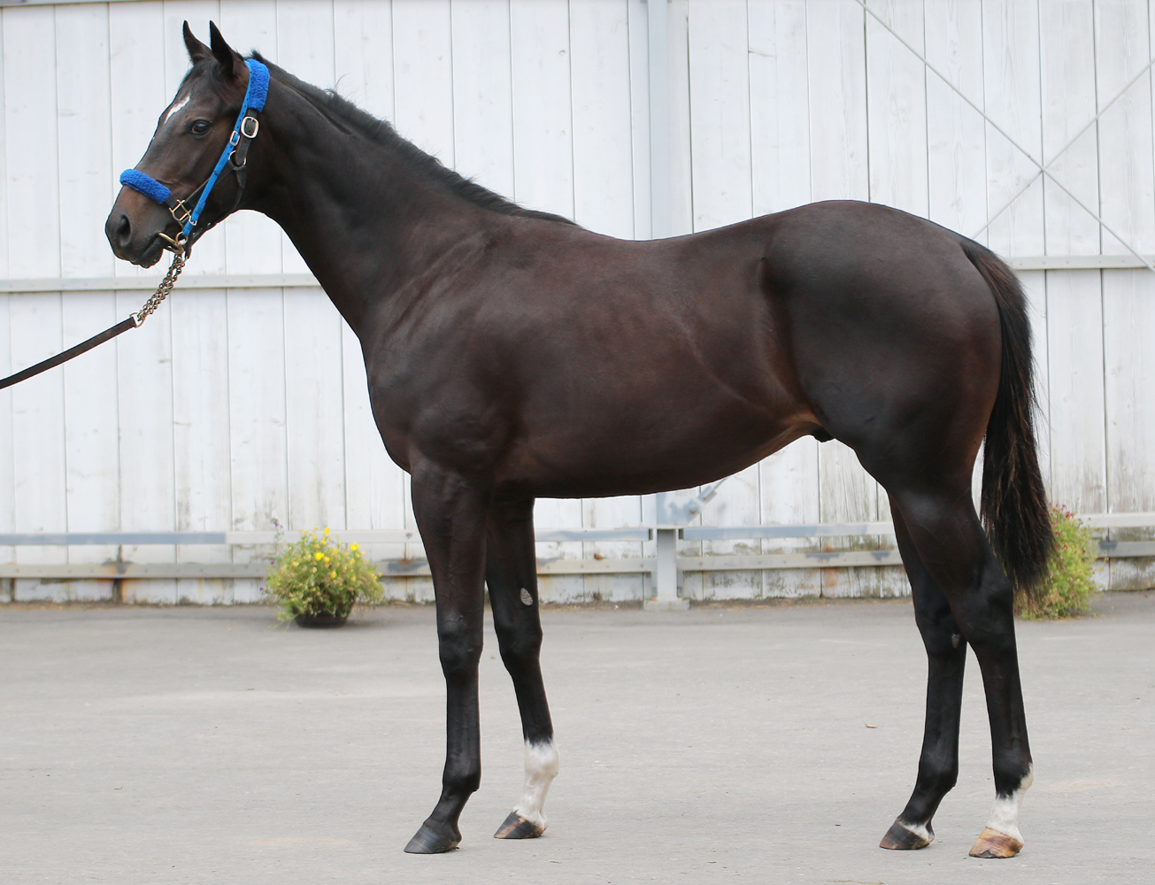 DVD★トロットサンダー THE PERFECT MILER 帯付 競馬 JRA DVD☆トロットサンダー THE PERFECT MILER 帯付 競馬 JRAの通販