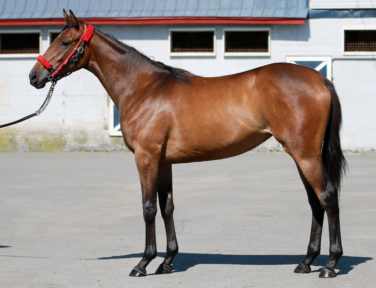 【北米競馬】レーンズエンドファーム 2021スタリオンブック 北米競馬】レーンズエンドファーム 2021スタリオンブック